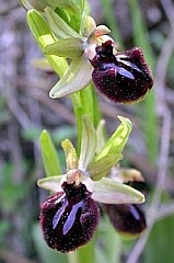 Early Spider Ophrys  - Ophrys sphegodes incubacea © John Muddeman